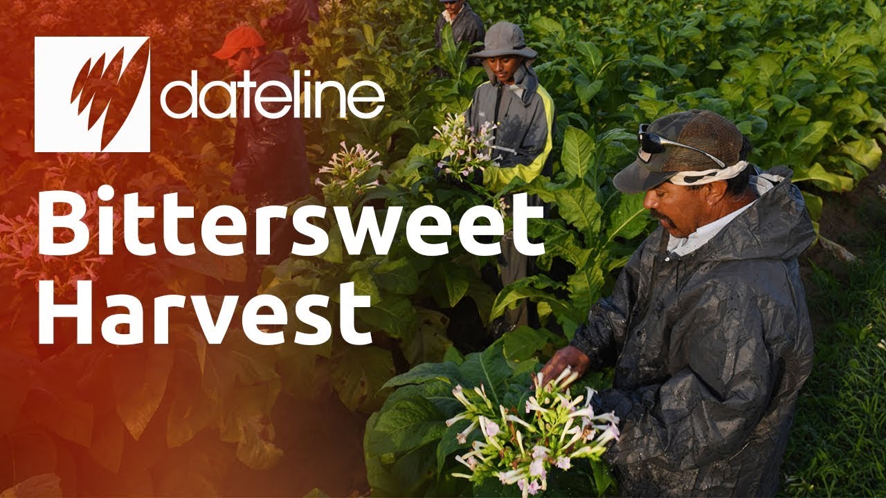Bittersweet Harvest: America's migrant farmworkers