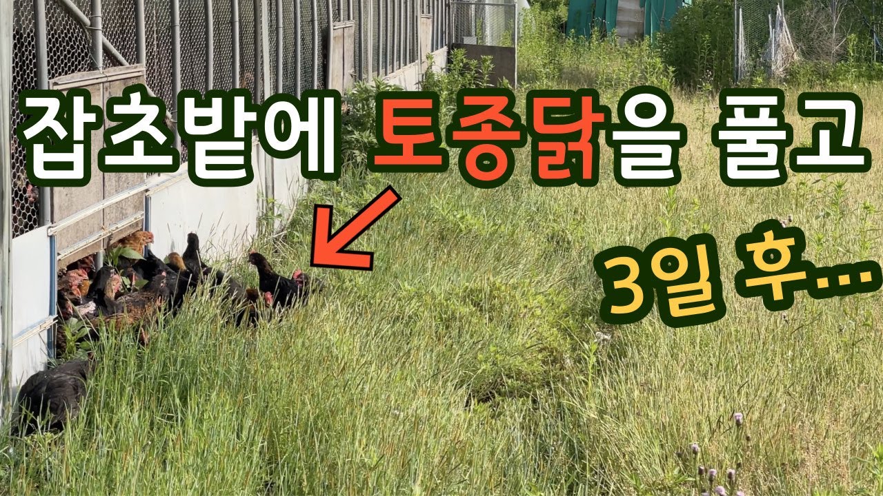 잡초밭에 토종닭을 풀어놓고 3일 후에 가봤더니!? -방목 토종닭 농장