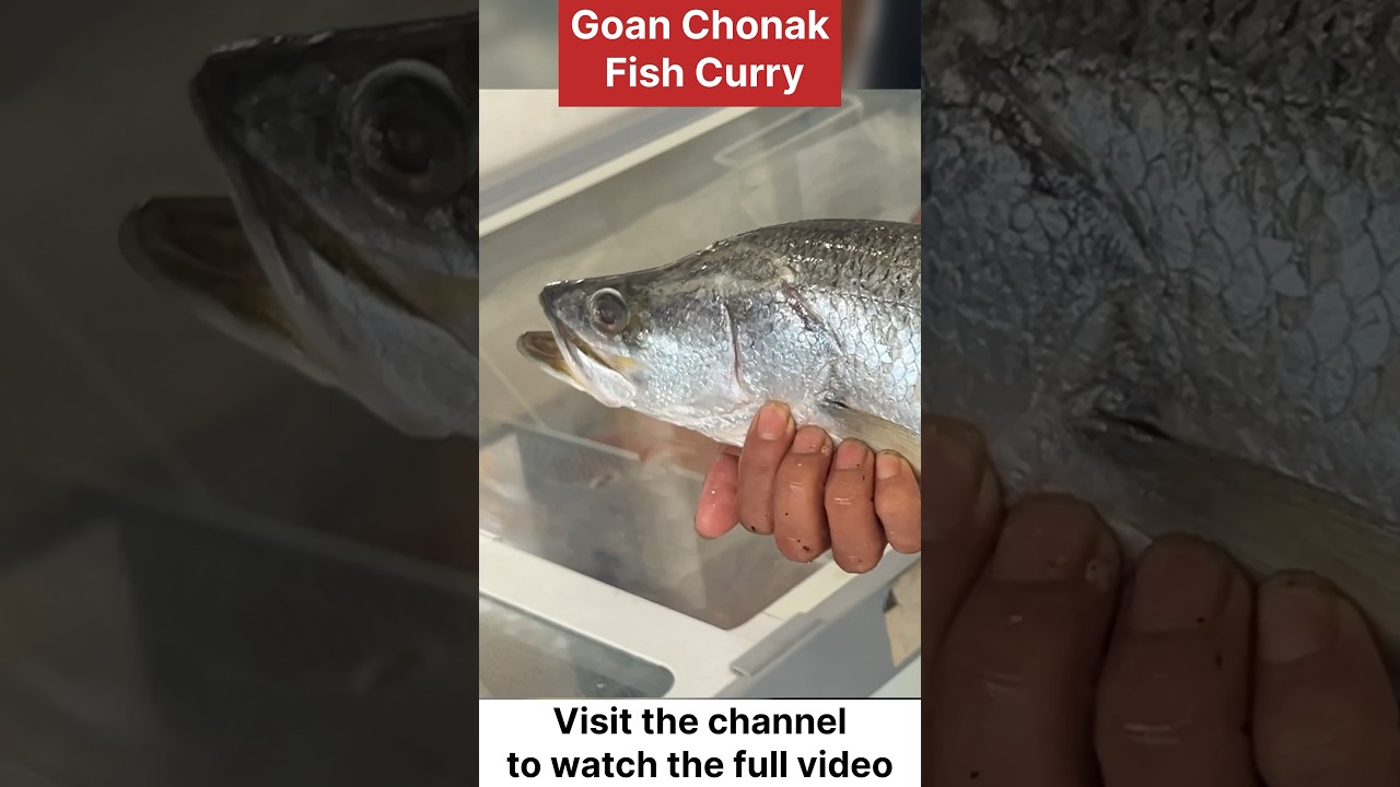 Goan Chonak Fish Curry #goanchonakcurryandchonakravafry #crispchonakfrywithcurry #goanrecipes
