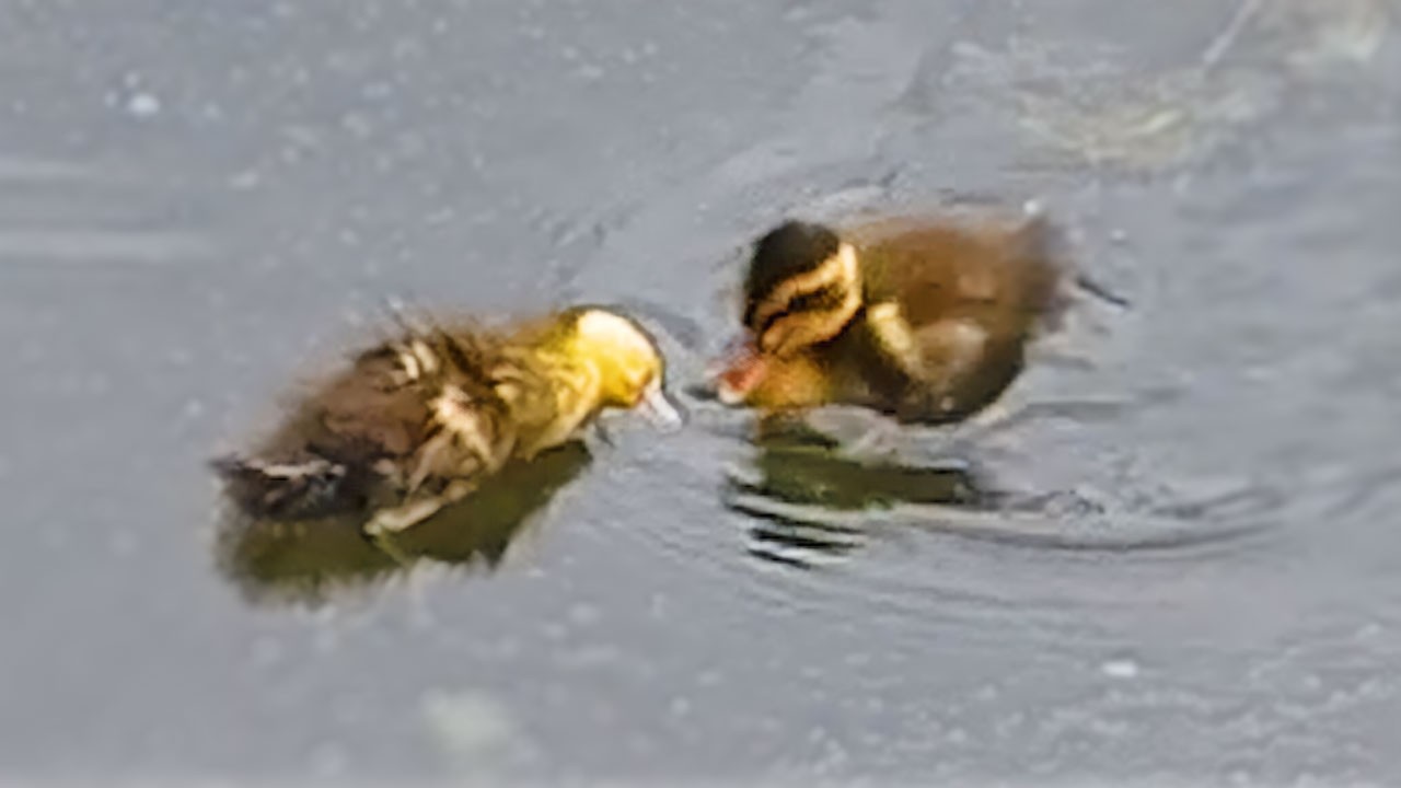Duck Family 0526F ⚠雛の喪失、母カモの異変…迷子殺しと異母兄弟の絆の物語【閲覧注意】