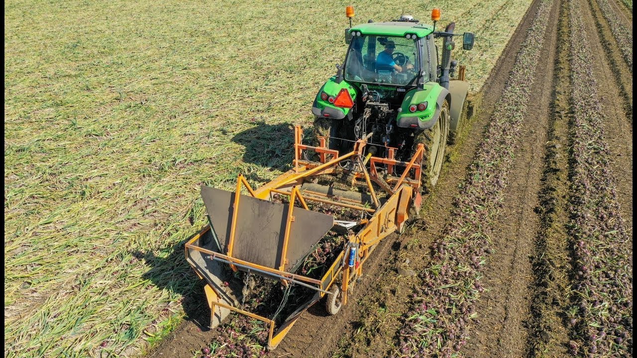 Red onion harvest | Deutz 6190 + Keulmac harvester | Rode uien rooien