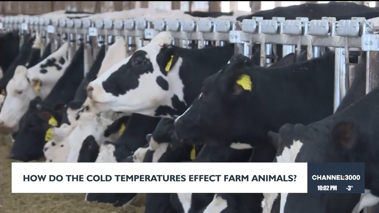 Wisconsin farmers battle extreme cold to protect livestock