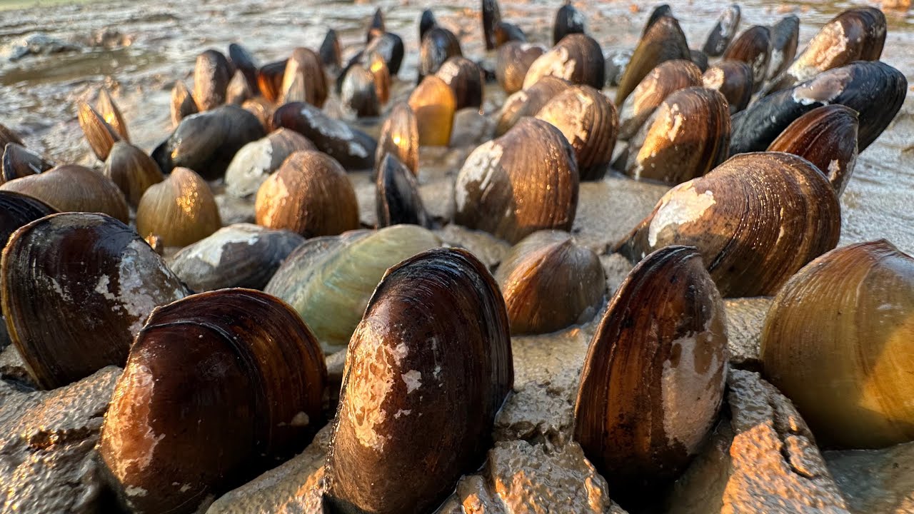 Wow amazing fishing ! A lot of clamps in mud dig by hand fisherman 