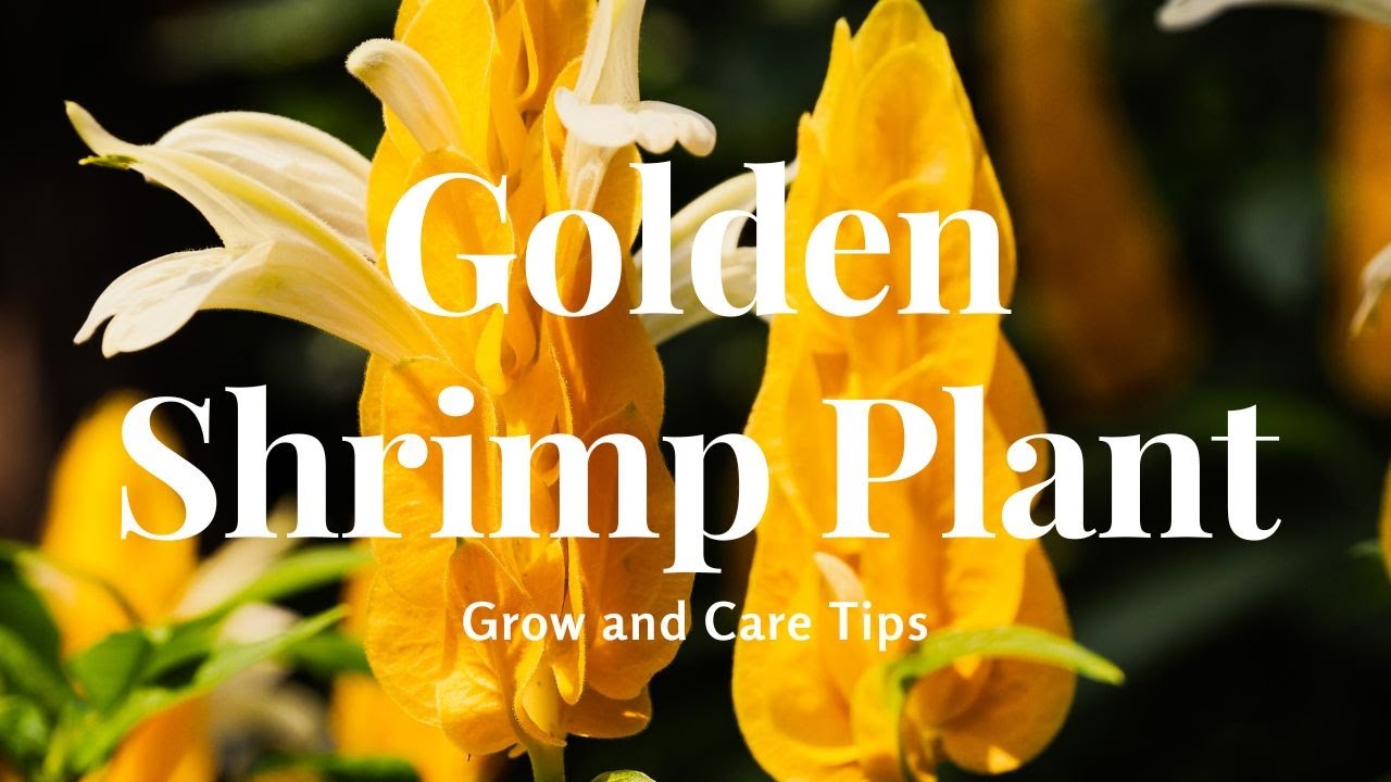 Golden Shrimp Plant: Grow and Care Tips
