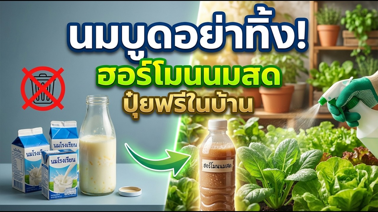 เลิกซื้อปุ๋ยแพง! เปลี่ยนนมบูดก้นตู้เป็น 'ปุ๋ยทางใบ' เกรดพรีเมียม ต้นทุน 0 บาท พืชโตไว 2 เท่า