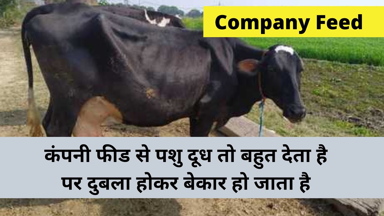 Company 
