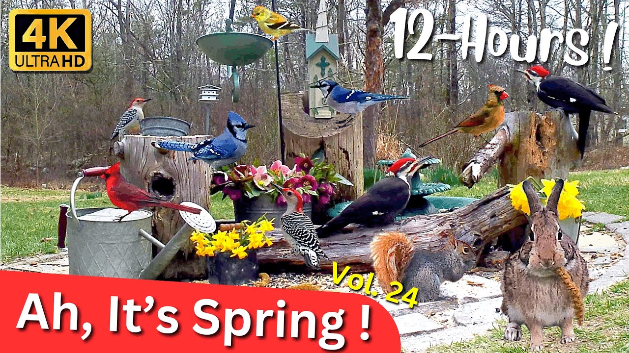 Ah, It's Spring ! 4K Video For Cats #cattv #asmrvideo Deer, Song Birds, Squirrel, Rabbit, Bear