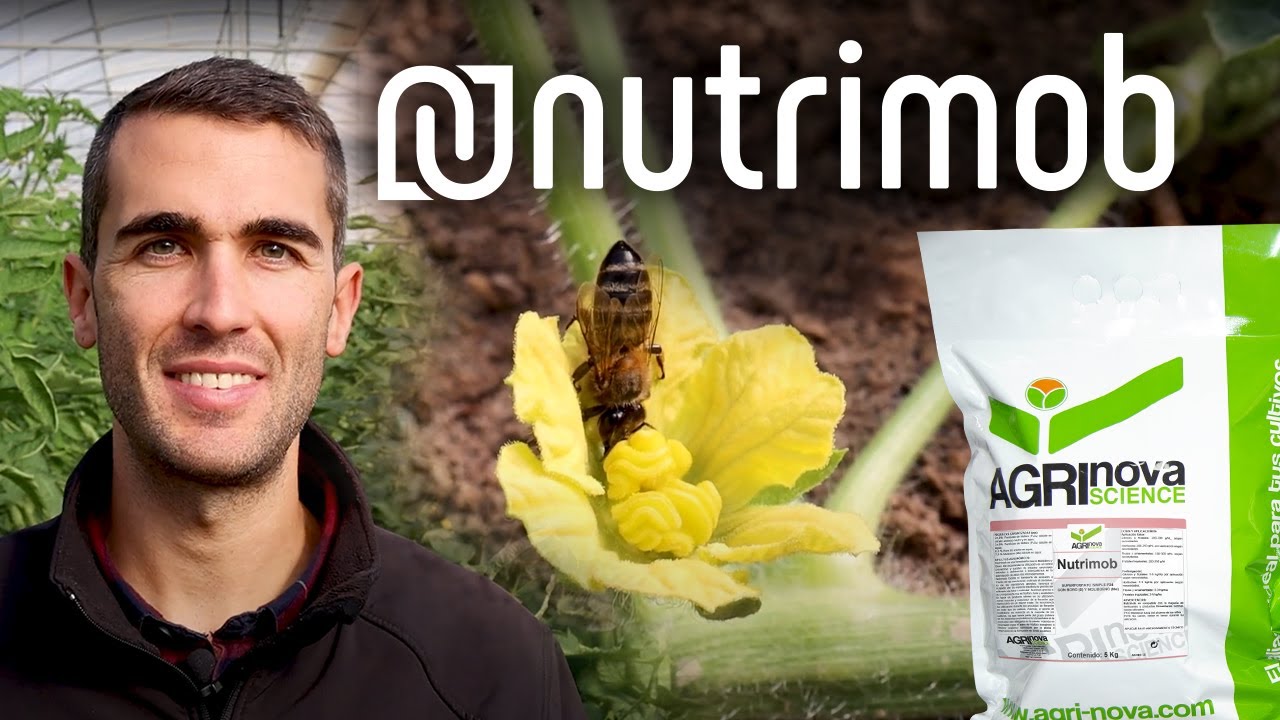 Fertilizante rico en fósforo, boro y molibdeno para mejorar el cuajado del fruto | NUTRIMOB