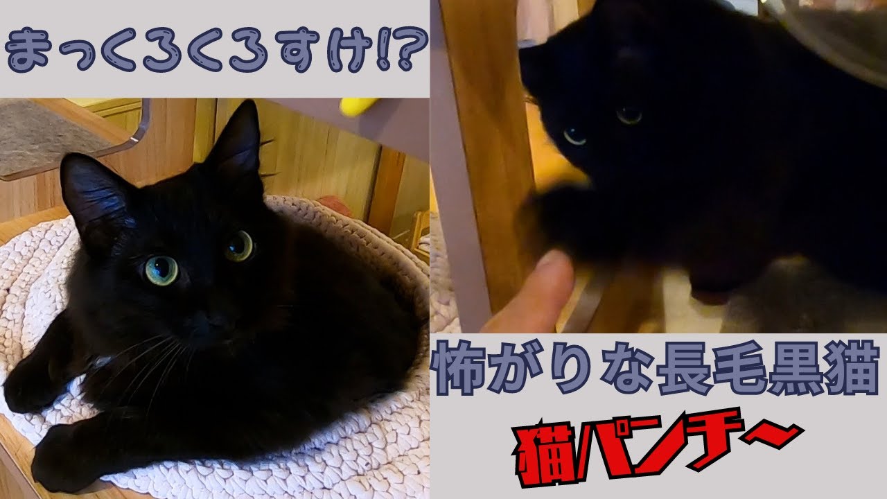 黒猫の長毛猫は怖がりで猫パンチ見上げる顔はまっくろくろすけ（保護猫カフェ猫の恵庭）難波　a black cat that looks like a dust bunny