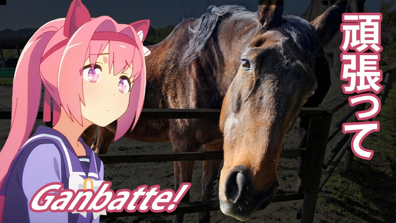 The Tragic Truth of Haru Urara