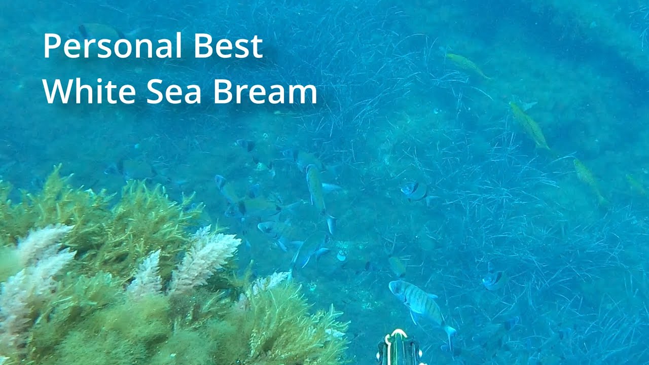 Personal Best White Sea Bream - Spearfishing Malta #pescasub #chassesousmarine #sarago