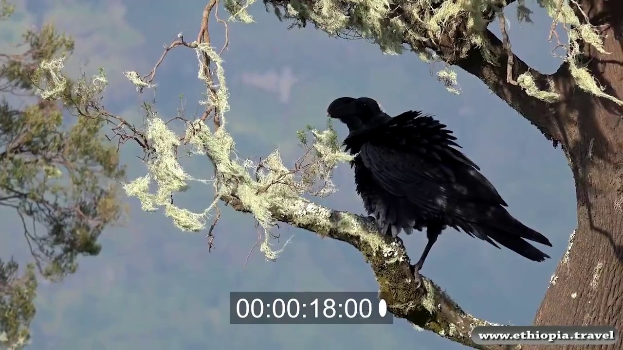Ethiopia - Simien Thick billed raven