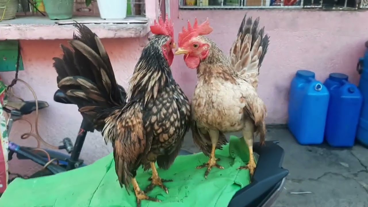 Binisita Ang Pinamigay na Bantam Chicken