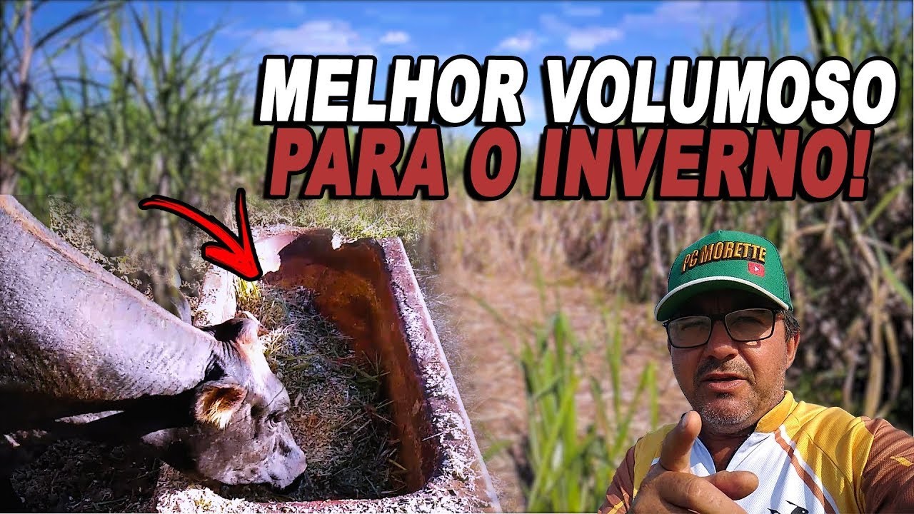 QUAL É O MELHOR VOLUMOSO PARA VACAS DE LEITE NO INVERNO?