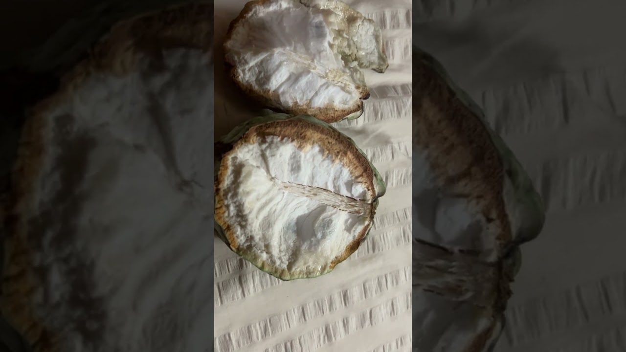 Snow White Annona Macroprophyllata from Pajapita Guatemala