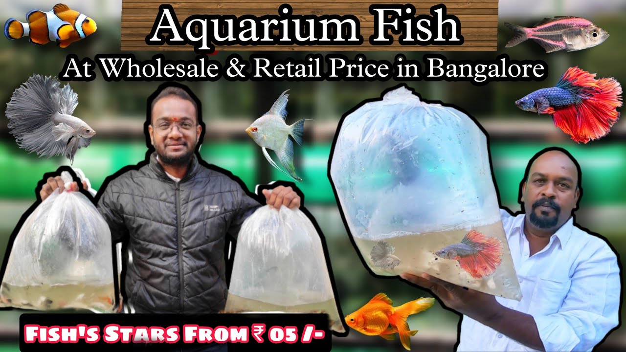 ಕೇವಲ ₹5/- ಸಿಗುತ್ತೆ ಮೀನು 🐠🐟🐬 Wholesale & Retail in Bangalore | SK PETS & AQUARIUMS | @DSRCVLOGS2495