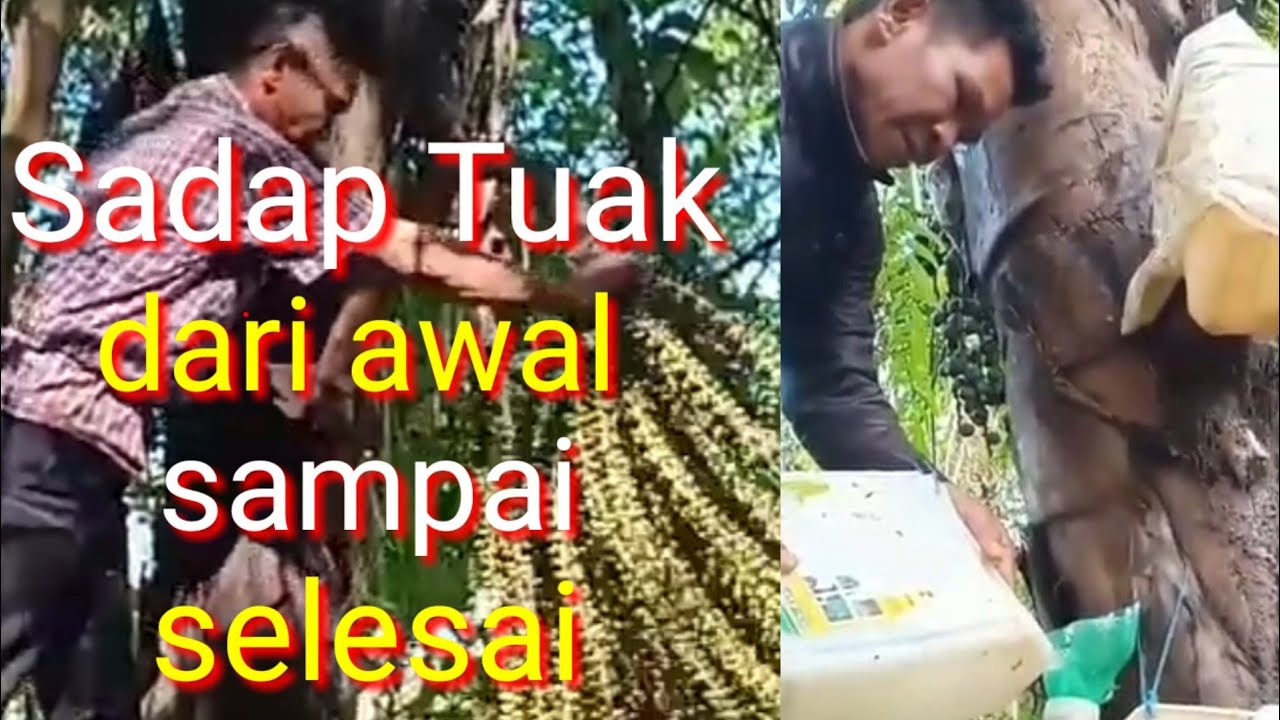 Sadap Tuak Aren dari awal sampai selesai