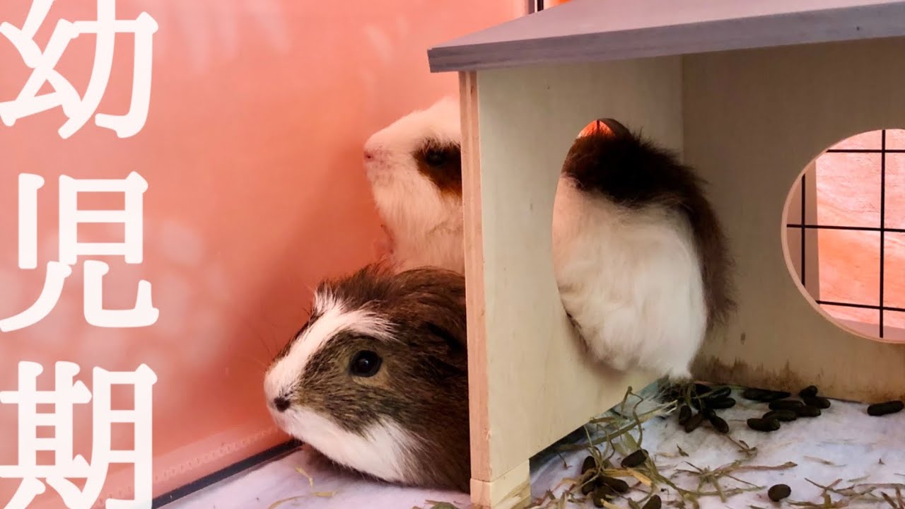 【幼少期編】キティ坊兄弟は最高／お気に入り短編集【モルモット】Kiibow and Teebow guinea pig brothers are the best (childhood version