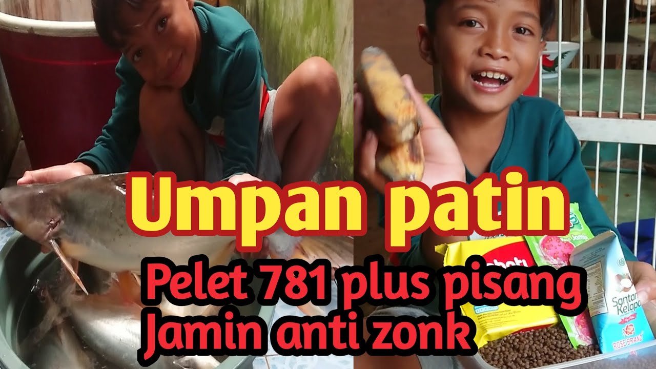 pelet 781 plus pisang umpan ikan patin anti zonk