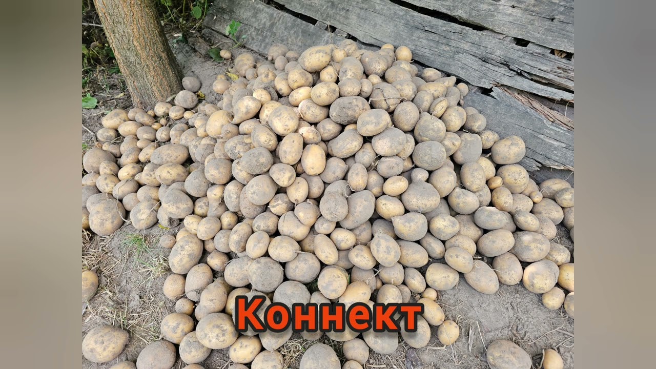 Огляд нових сортів картоплі вирощених в 2025 році. Враження та висновки.