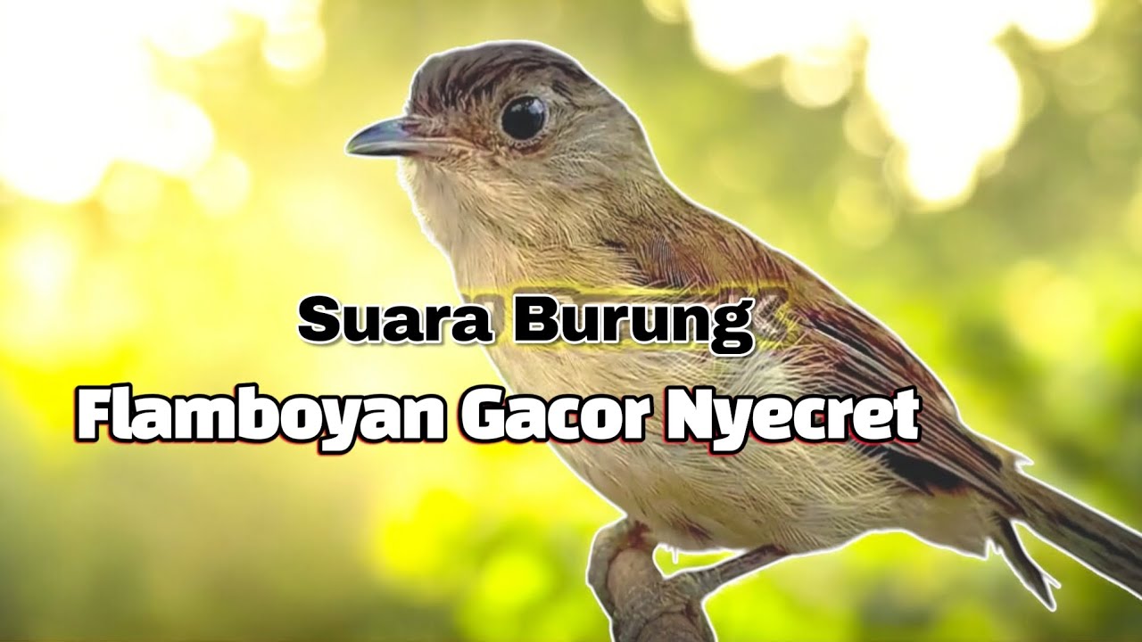 BURUNG FLAMBOYAN GACOR NYECRET untuk pancingan