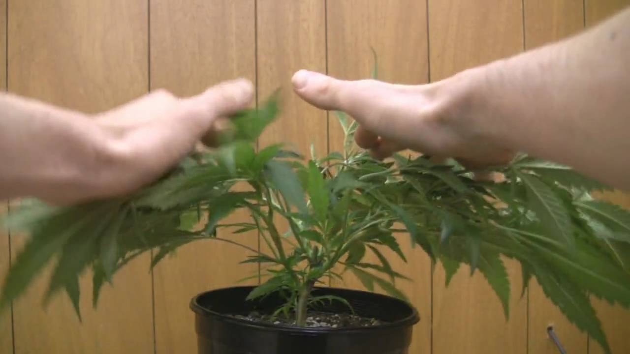 tokin daily: update on the topped shishkaberry