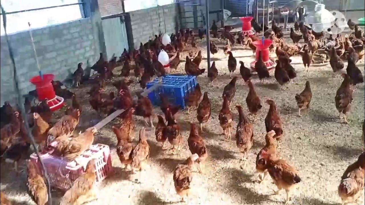 आर आई आर चूजों का 18 वा दिन ।। Day of RIR chicks Eighteen।। desi murgi palan kaise kren।।by mahsoos