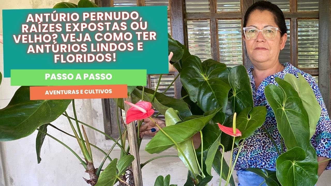 Antúrio Pernudo, Raízes Expostas ou Velho? Veja Como Ter Antúrios Lindos e Floridos!