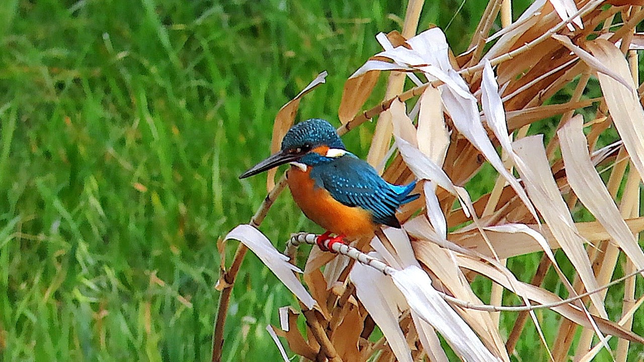 カワセミ調布地区お父さん 2026年3月6日 #カワセミ #野鳥 #birds #wildlife #nature #自然観察ぶらり散歩