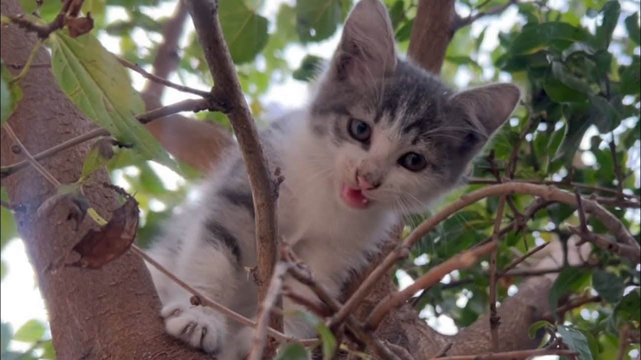 Tiny Meows in the Tree — A Kitten Rescue Story 🥹 🐾 