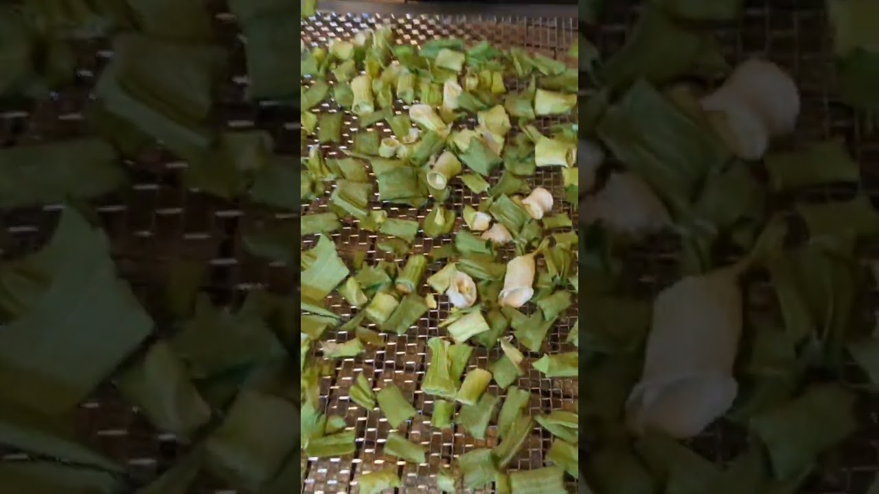 Dehydrating Green Onions! 
