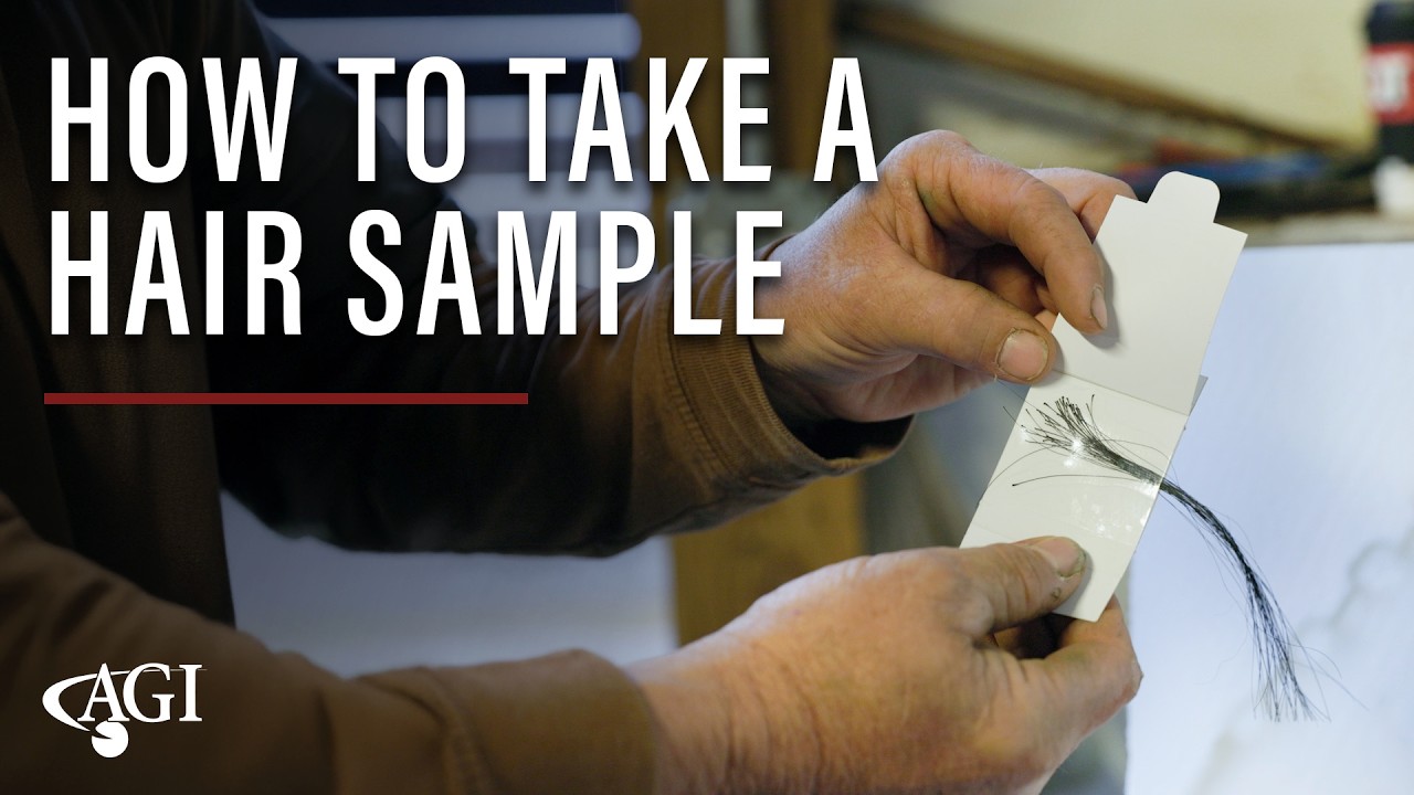 How to take a hair sample from your cattle - Angus DNA