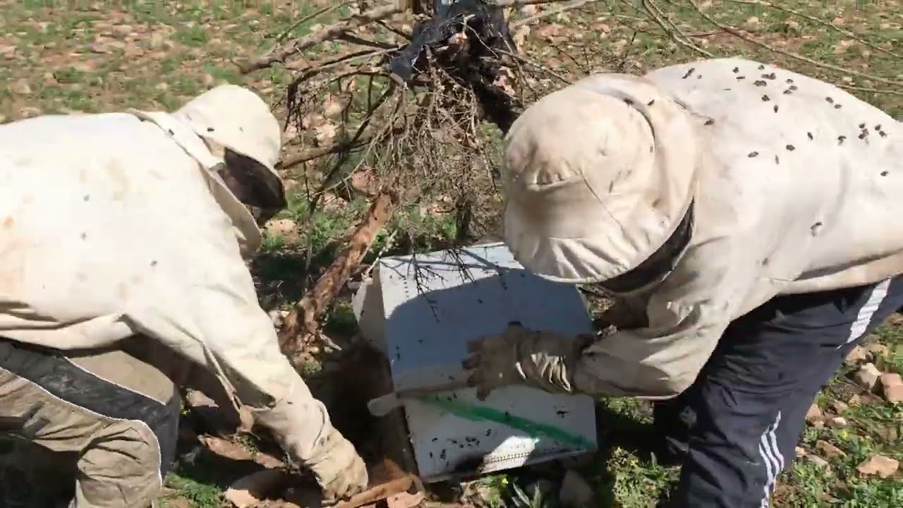 أسهل طريقة لجلب طرود النحل