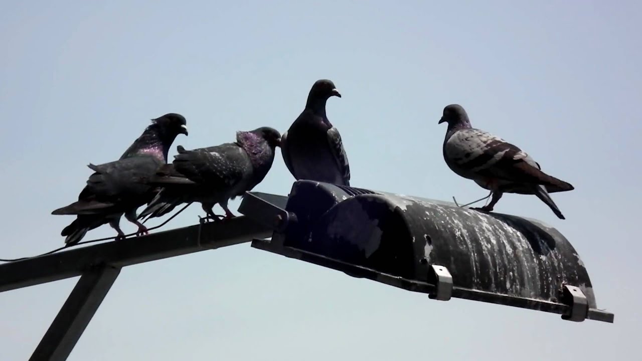 Fujifilm Finepix HS10 sample movie