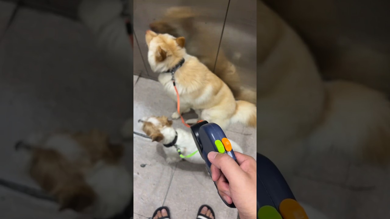 Smart Leash #dogleash #leash #gifts #gift #pet #pets #petgifts #trending #viral #shorts #cat #dogs