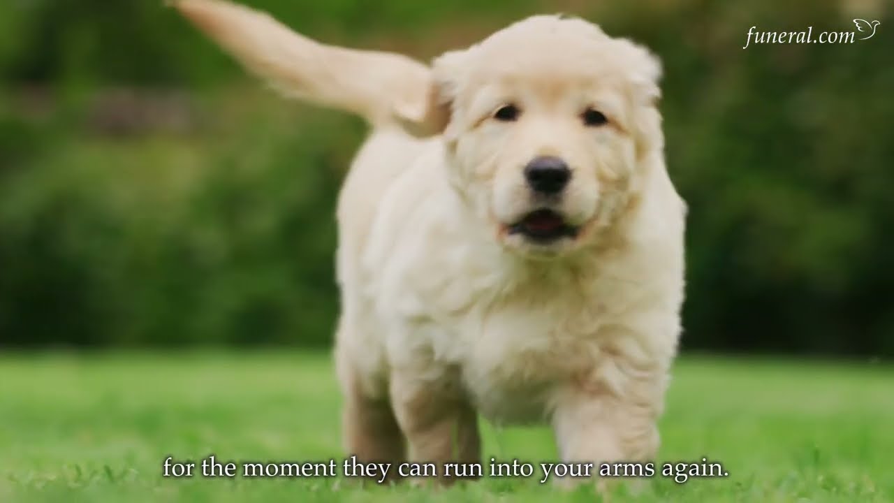 Where Do Dogs Go When They Die?