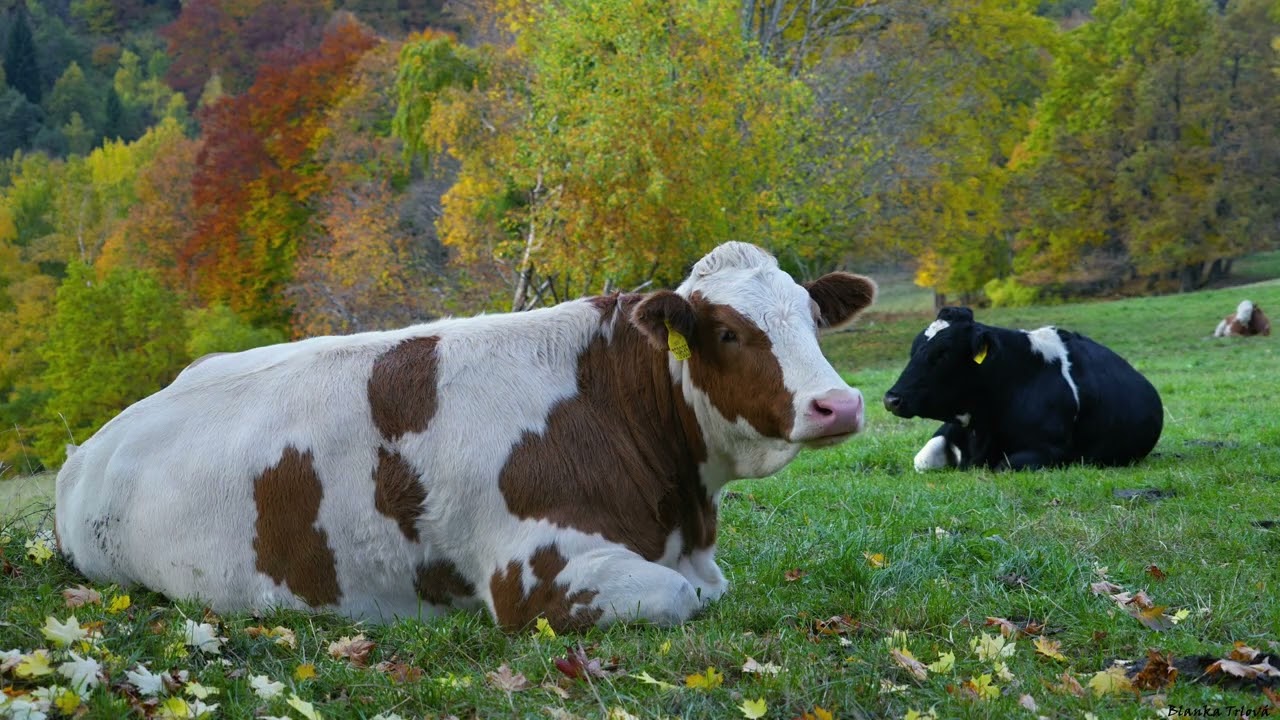 Barevná Šumava 2025