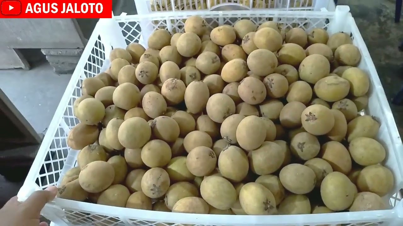 20 Juni 2022 / Harga Buah Sawo Di Lapak Pinggir Jalan