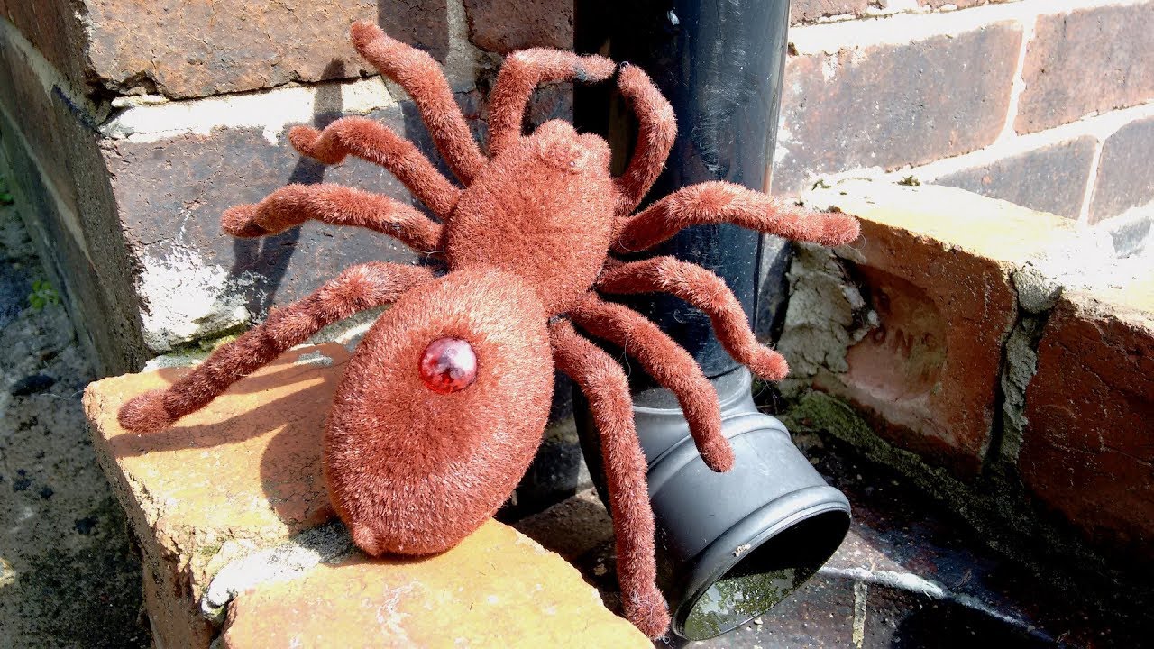 Giant Toy Spiders Climbing up the Spout | Incy Wincy, Itsy Bitsy Nursery Rhyme Tarantula