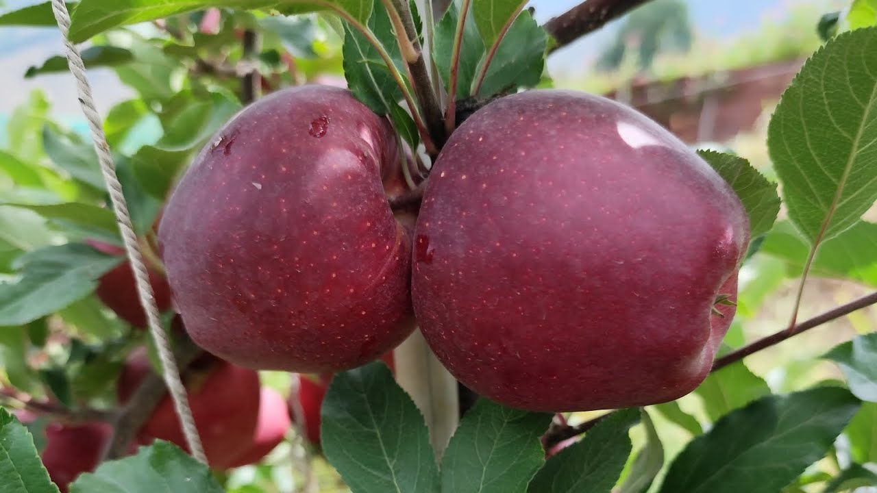 Best Gala Variety .lGood information all Apple Growers. Results of Mema Gala 16316