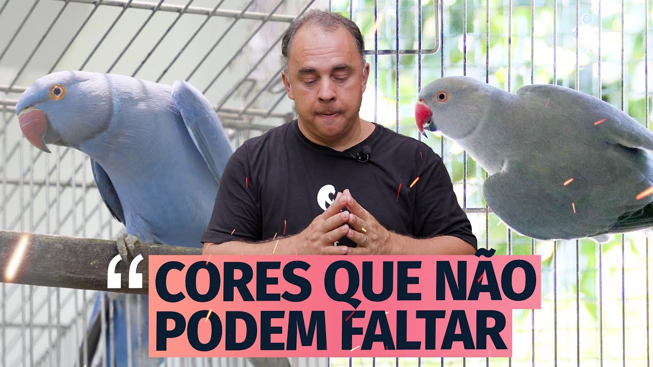 5 CORES DE RING NECK QUE VOCÊ PRECISA TER NO SEU CRIATÓRIO
