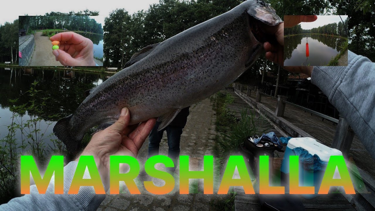 FORELLENANGELN  MARSHALLA SPOON  MARSHALLA TEIG UND ALTERNATIVE WOBBLER FÜLLEN DIE KÜHLBOX