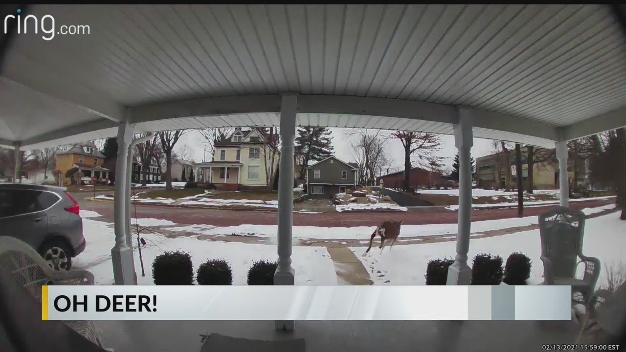 Video: Deer crashes through Lawrence County homes