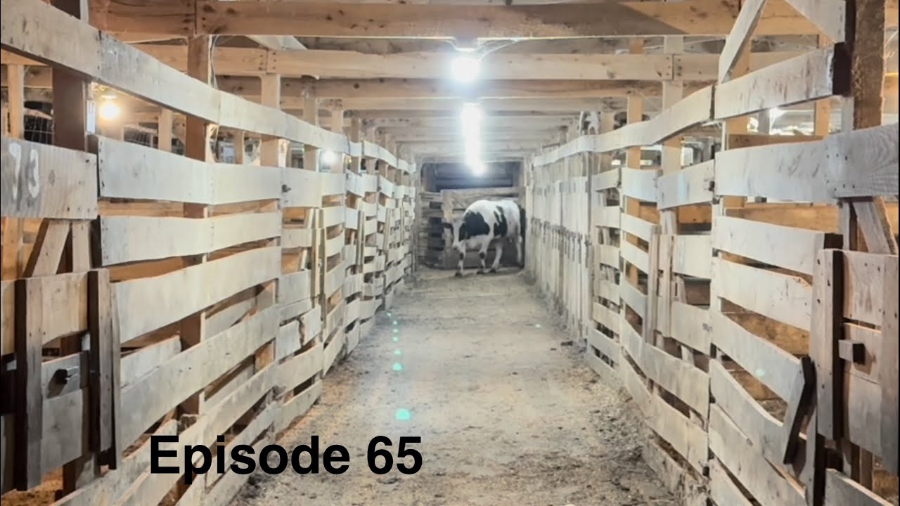 They Said Don’t Load Cows Alone... So I Brought You With Me | Beechy Life Stuff
