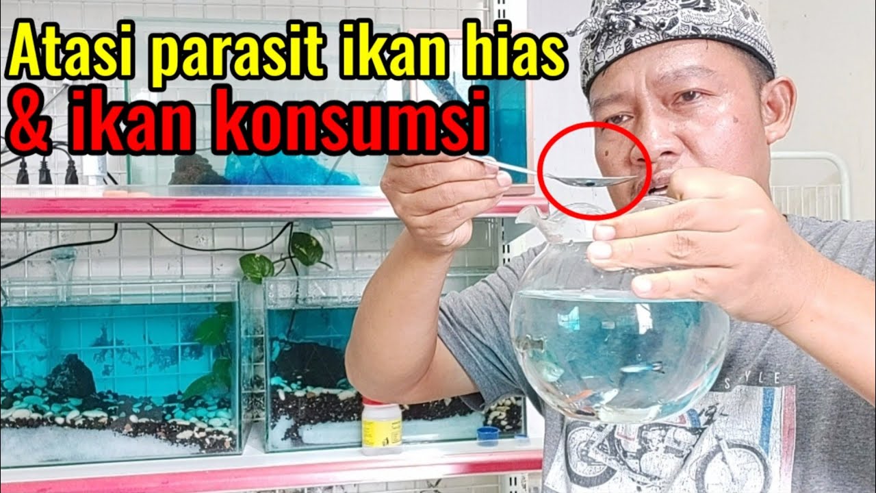 cara mengatasi parasit ikan hias dan ikan konsumsi~kutu jarum, kutu tempel, white spot~100% ampuh
