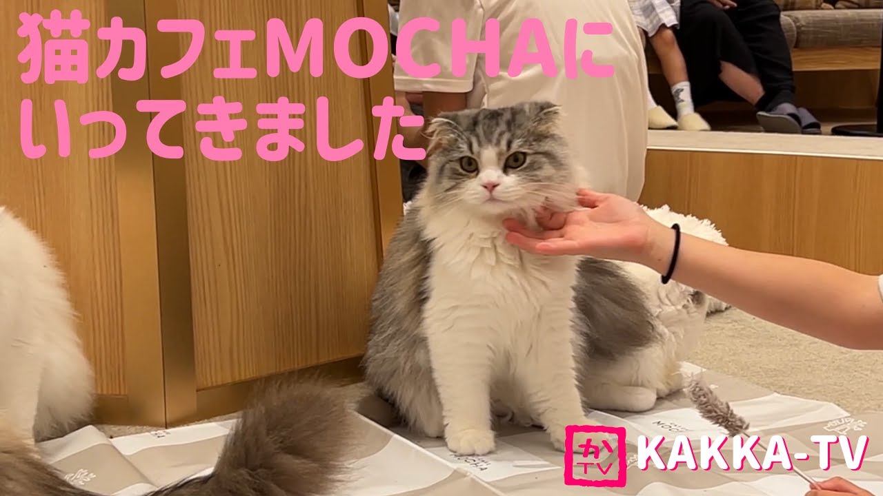 猫カフェMOCHAにいってきました 【かっかTV】#猫カフェ #mocha #cat #ねこ #ぬこ #かっかTV #catcafe