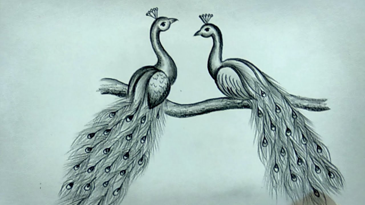 How To Draw a Pair OF Beautiful Peacock Step By Step Easy