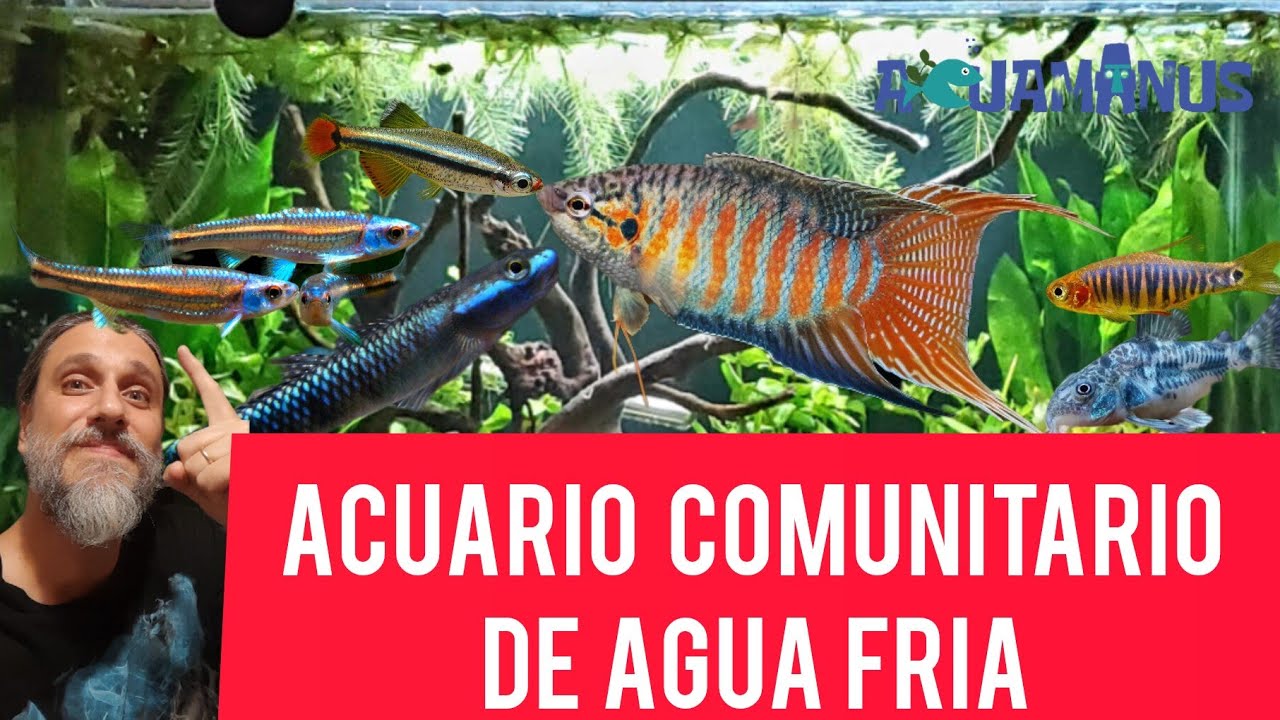 Acuario comunitario de agua fría ❄️❄️💧💧
