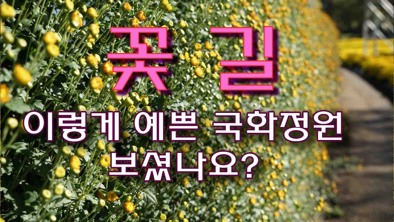 꽃길 -  이렇게 예쁜 국화정원 보셨나요?