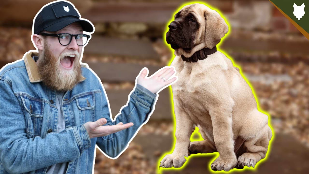 How To Teach Your PUPPY Their Name